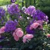 Duo Quartz Et Améthyste -Plantes de jardin sc ne phlox paniculata the king rosier berleburg