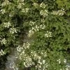 Schizophragma Hydrangeoïdes -Plantes de jardin schizophragma hydrangeoide 771530 1