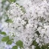Lilas Nain - Syringa Meyeri Flowerfesta White -Plantes de jardin syringa meyeri flowerfesta white 84342 1