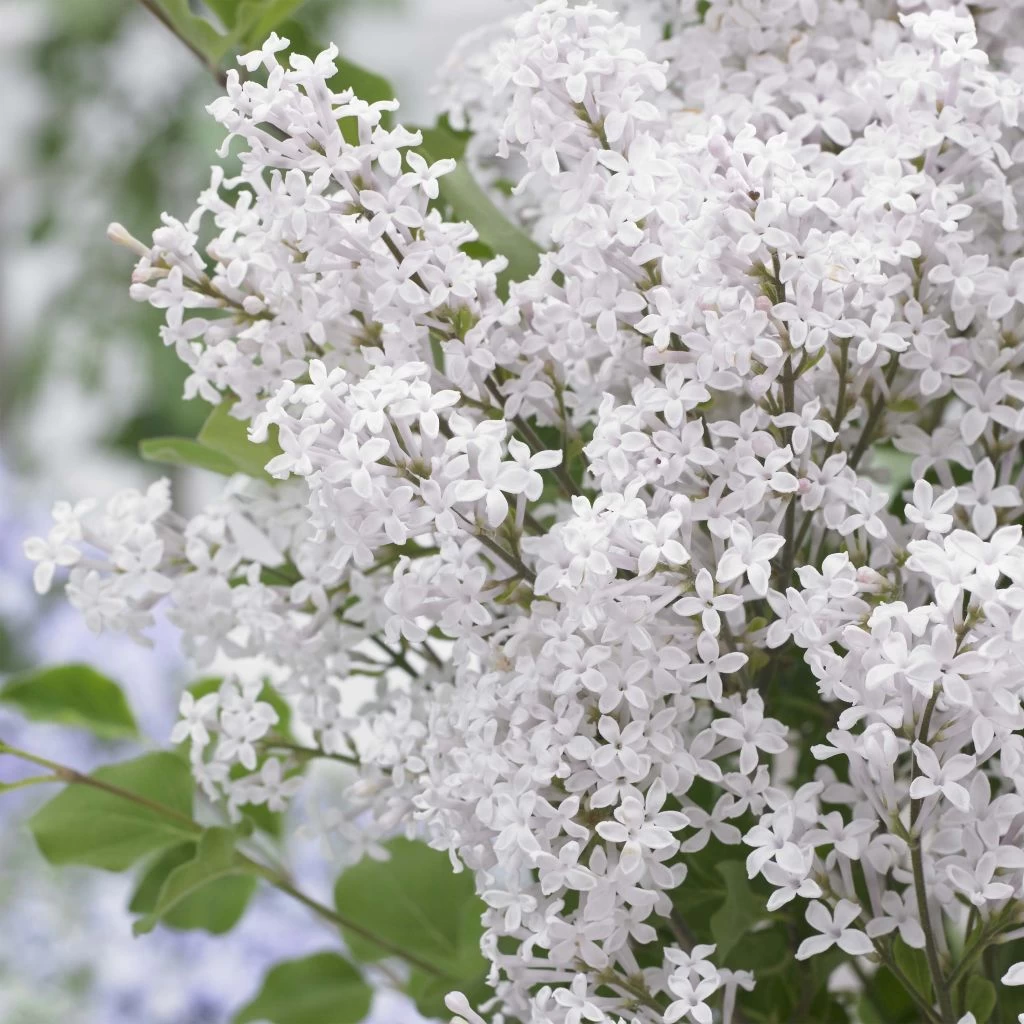 Lilas Nain - Syringa Meyeri Flowerfesta White 3 Lilas Nain - Syringa Meyeri Flowerfesta White