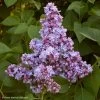 Lilas - Syringa Vulgaris Président Grevy 2 Lilas - Syringa Vulgaris Président Grevy -Plantes de jardin syringa vulgaris president grevy 781756 1