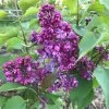 Lilas - Syringa Vulgaris Prince Wolkonsky -Plantes de jardin syringa vulgaris prince wolkonsky 781757 3