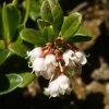 Airelle, Vaccinium Vitis Idaea -Plantes de jardin vaccinium vitis idaea 7548 1
