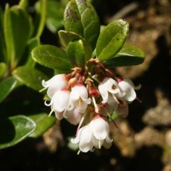 Airelle, Vaccinium Vitis Idaea