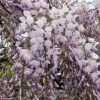 Glycine Grande Diva Maria - Wisteria (x) Venusta -Plantes de jardin wisteria maria if minier 16196 1