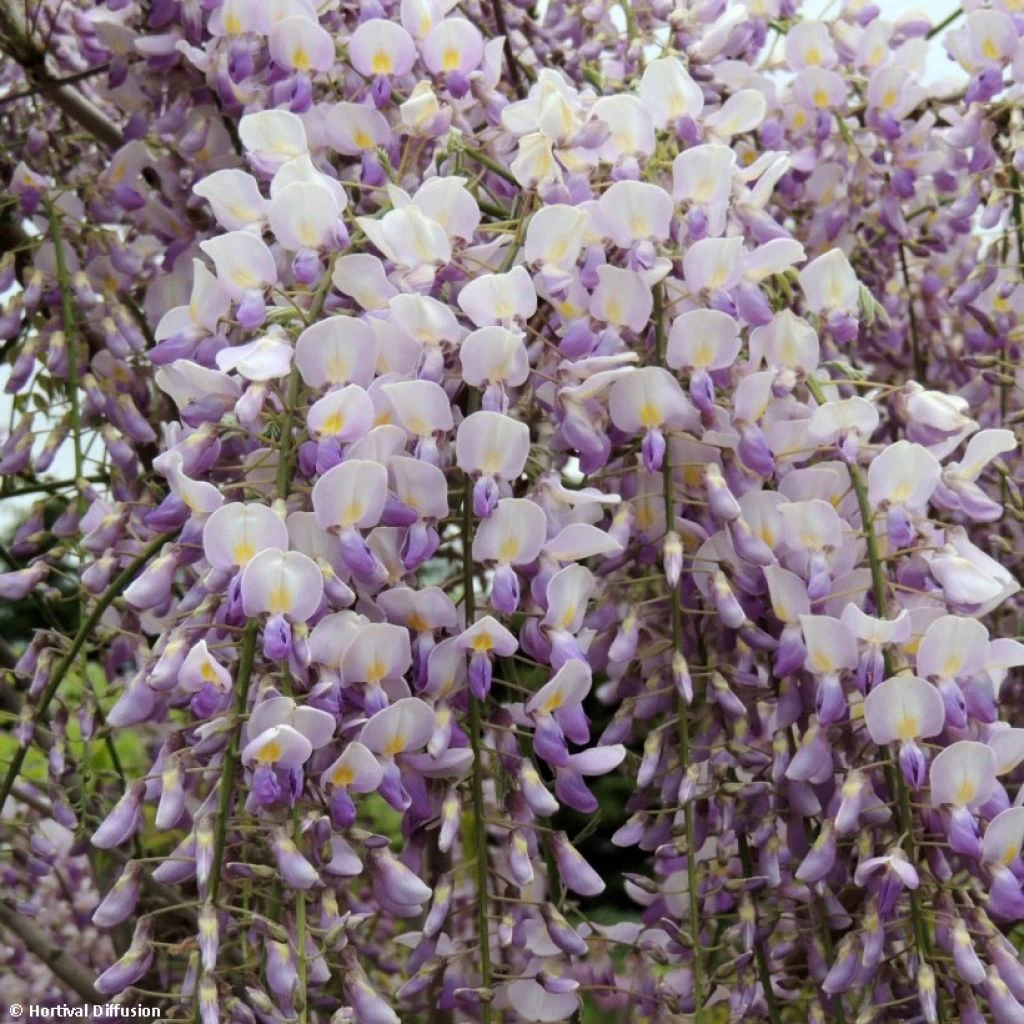 Glycine Grande Diva Maria - Wisteria (x) Venusta 3 Glycine Grande Diva Maria - Wisteria (x) Venusta