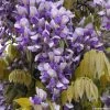Glycine Grande Diva Nathalie - Wisteria (x) Venusta -Plantes de jardin wisteria nathalie if minier16059 1