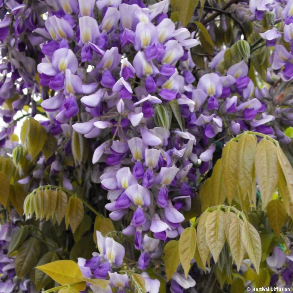 Glycine Grande Diva Nathalie - Wisteria (x) Venusta 3 Glycine Grande Diva Nathalie - Wisteria (x) Venusta