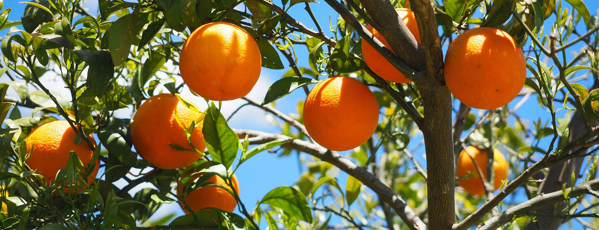 Plantes de jardin -Plantes de jardin oranges 1117628 1920